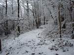 Sneeuw in het bos